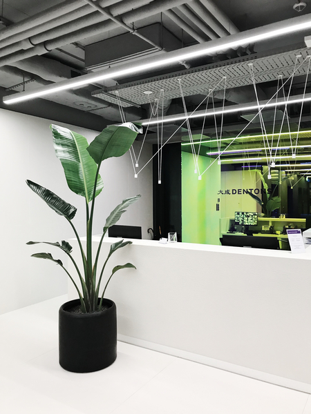 Zdjęcie na okładce dla Rośliny do biur warszawa